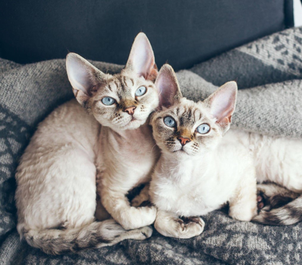 8 Best Hypoallergenic Cat Breed for Allergies (of 2023) 5 Devon Rex cat